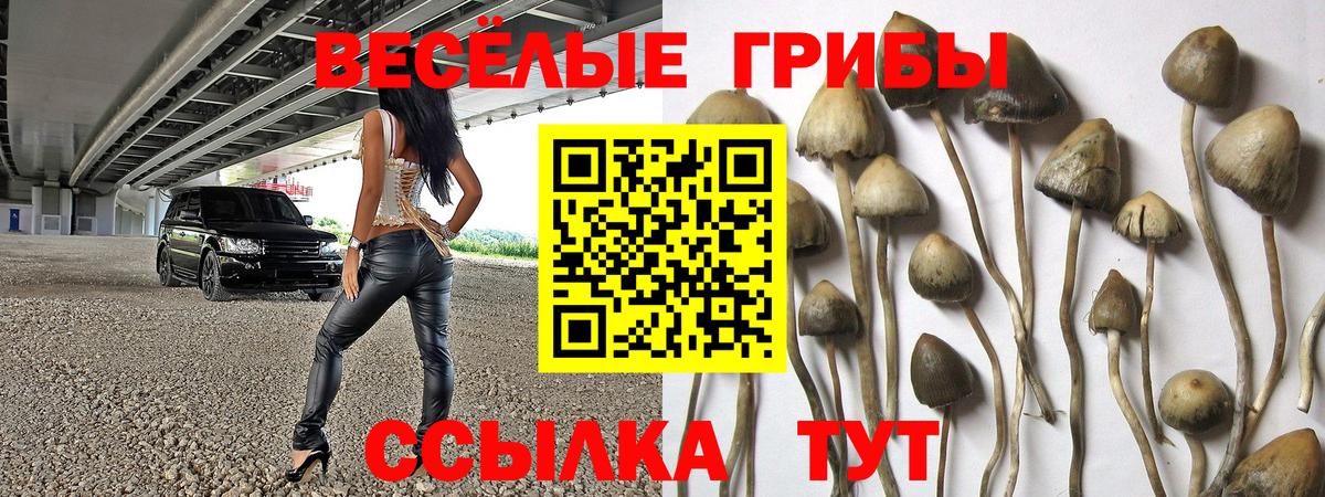 Аша  Галлюциногенные грибы Psilocybine cubensis  Вход с VPN 